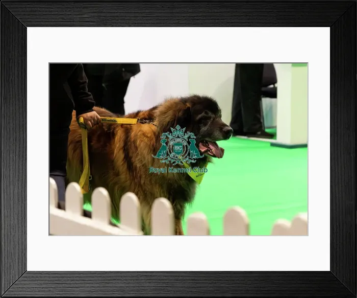Framed Print : Good Citizen Training Framed Print : Good Citizen Training