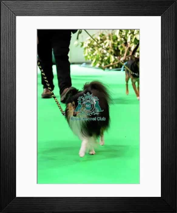 Framed Print : Have A Go Rally Display Framed Print : Have A Go Rally Display