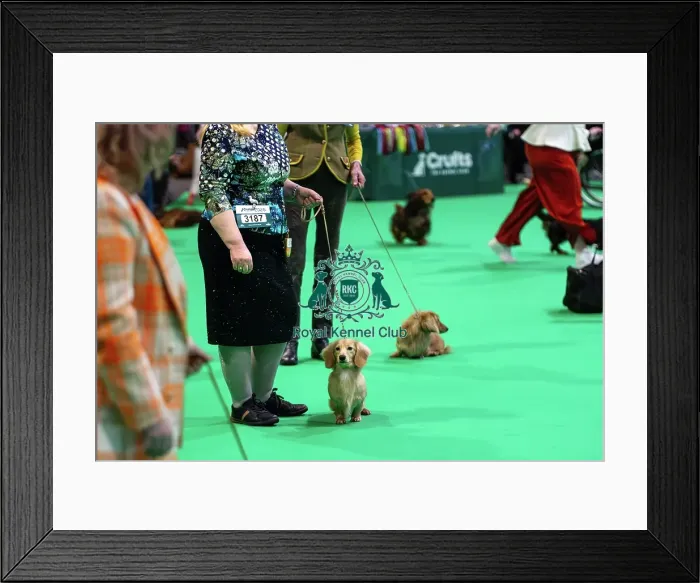 Framed Print : Miniature Long-haired dachshunds competing for the best of breed award at Crufts 2025
