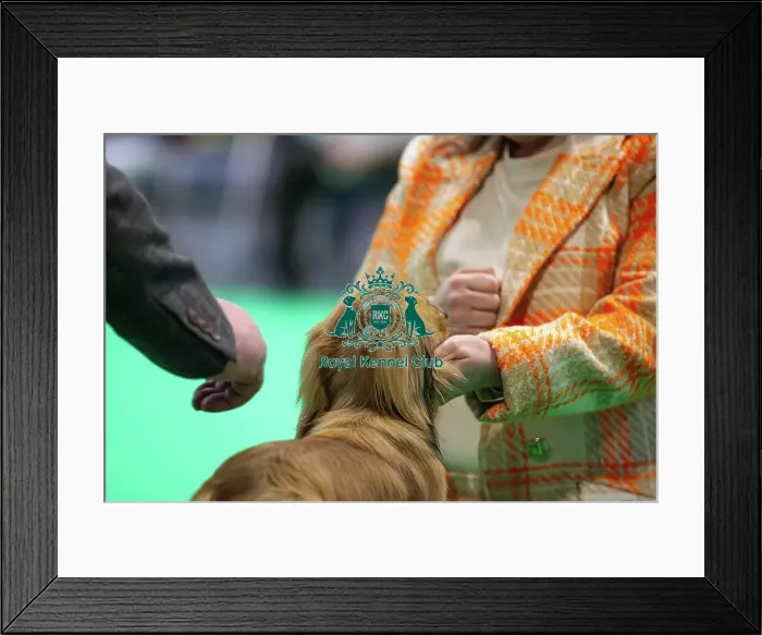 Framed Print : Miniature Long-haired dachshunds competing for the best of breed award at Crufts 2025 Framed Print : Miniature Long-haired dachshunds competing for the best of breed award at Crufts 2025
