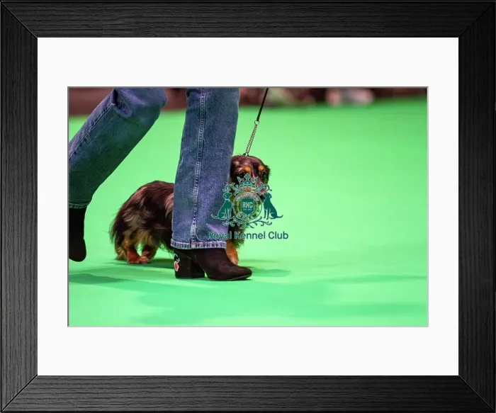 Framed Print : Miniature Long-haired dachshunds competing for the best of breed award at Crufts 2025 Framed Print : Miniature Long-haired dachshunds competing for the best of breed award at Crufts 2025