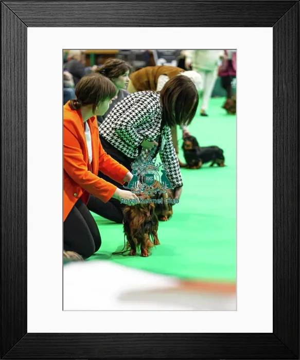 Framed Print : Miniature Long-haired dachshunds competing for the best of breed award at Crufts 2025 Framed Print : Miniature Long-haired dachshunds competing for the best of breed award at Crufts 2025