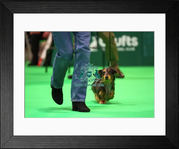 Framed Print : Miniature Long-haired dachshunds competing for the best of breed award at Crufts 2025 Framed Print : Miniature Long-haired dachshunds competing for the best of breed award at Crufts 2025