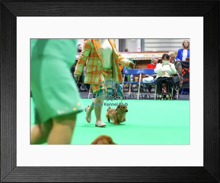 Framed Print : Miniature Long-haired dachshunds competing for the best of breed award at Crufts 2025 Framed Print : Miniature Long-haired dachshunds competing for the best of breed award at Crufts 2025