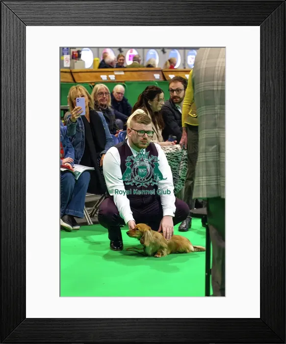 Framed Print : Miniature Long-haired dachshunds competing for the best of breed award at Crufts 2025 Framed Print : Miniature Long-haired dachshunds competing for the best of breed award at Crufts 2025