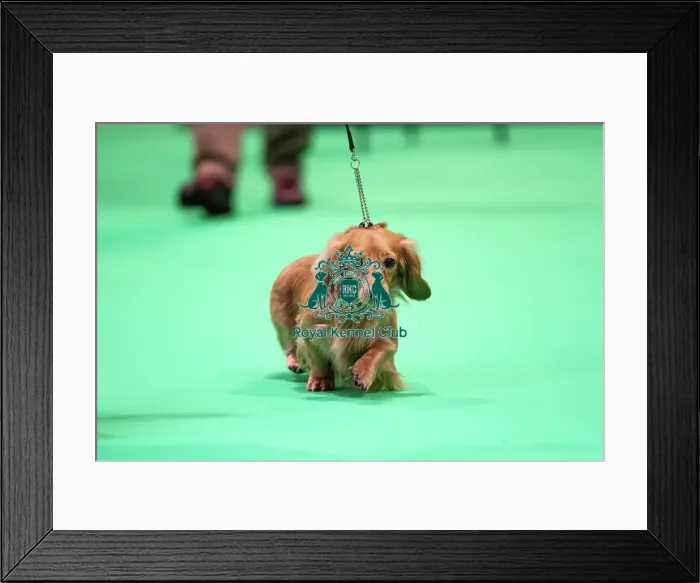 Framed Print : Miniature Long-haired dachshunds competing for the best of breed award at Crufts 2025 Framed Print : Miniature Long-haired dachshunds competing for the best of breed award at Crufts 2025