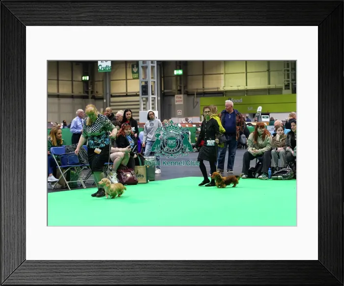 Framed Print : Miniature Long-haired dachshunds competing for the best of breed award at Crufts 2025 Framed Print : Miniature Long-haired dachshunds competing for the best of breed award at Crufts 2025