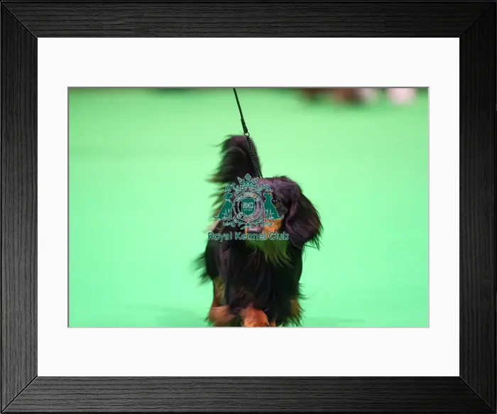 Framed Print : Miniature Long-haired dachshunds competing for the best of breed award at Crufts 2025 Framed Print : Miniature Long-haired dachshunds competing for the best of breed award at Crufts 2025