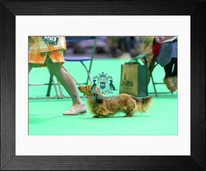 Framed Print : Miniature Long-haired dachshunds competing for the best of breed award at Crufts 2025 Framed Print : Miniature Long-haired dachshunds competing for the best of breed award at Crufts 2025