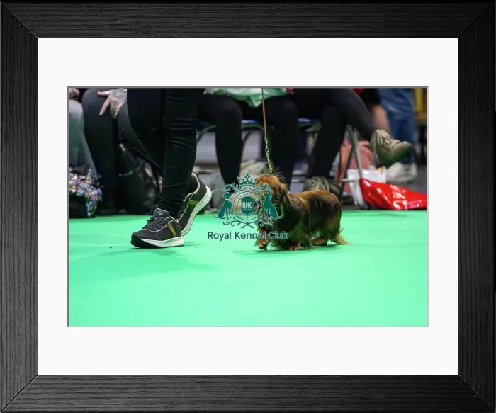 Framed Print : Miniature Long-haired dachshunds competing for the best of breed award at Crufts 2025 Framed Print : Miniature Long-haired dachshunds competing for the best of breed award at Crufts 2025