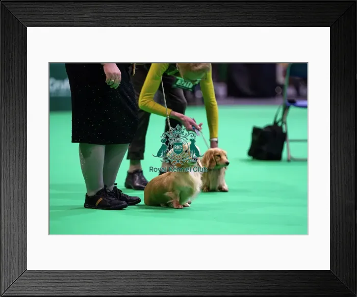 Framed Print : Miniature Long-haired dachshunds competing for the best of breed award at Crufts 2025 Framed Print : Miniature Long-haired dachshunds competing for the best of breed award at Crufts 2025