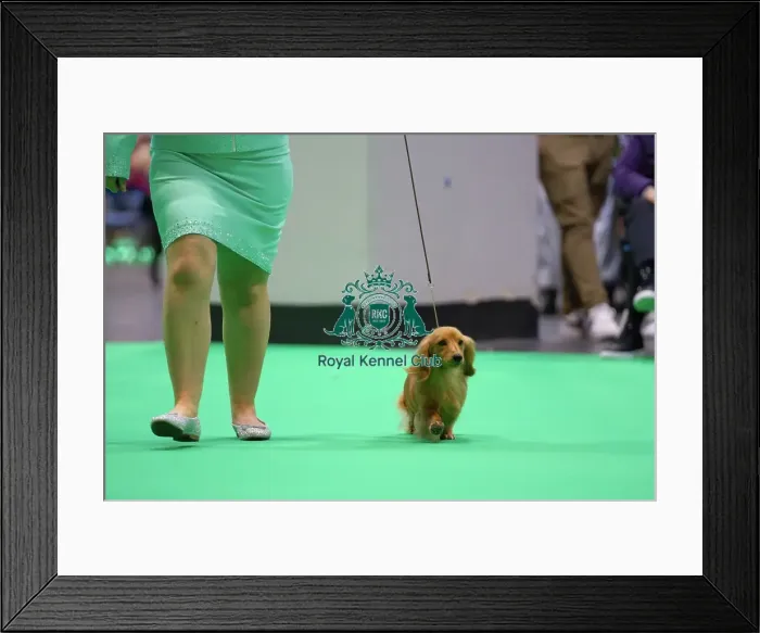 Framed Print : Miniature Long-haired dachshunds competing for the best of breed award at Crufts 2025