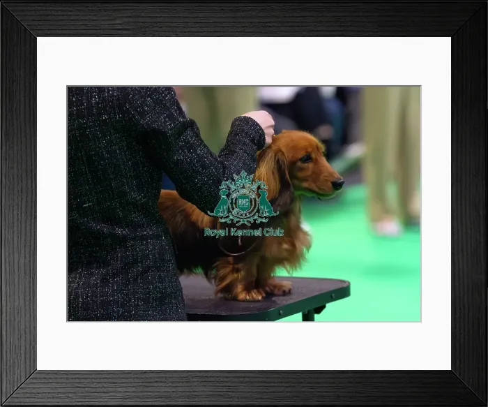 Framed Print : Miniature Long-haired dachshunds competing for the best of breed award at Crufts 2025 Framed Print : Miniature Long-haired dachshunds competing for the best of breed award at Crufts 2025