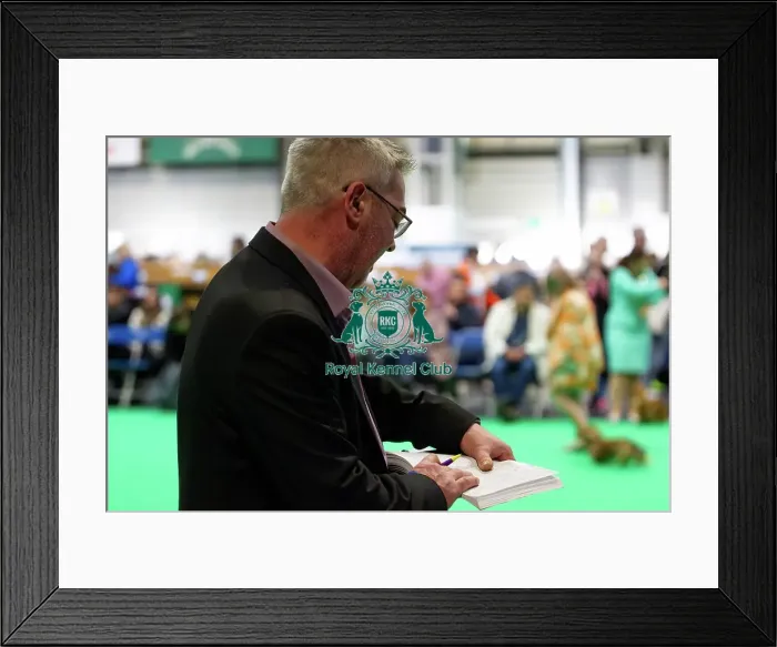 Framed Print : Miniature Long-haired dachshunds competing for the best of breed award at Crufts 2025 Framed Print : Miniature Long-haired dachshunds competing for the best of breed award at Crufts 2025