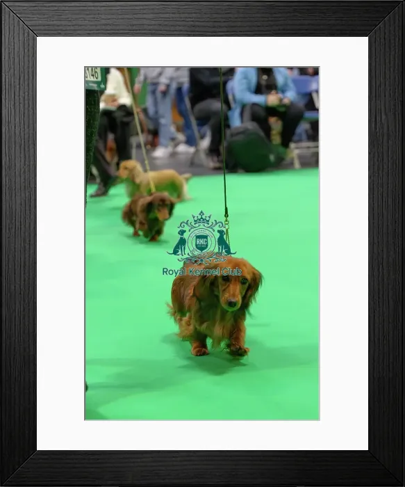 Framed Print : Miniature Long-haired dachshunds competing for the best of breed award at Crufts 2025