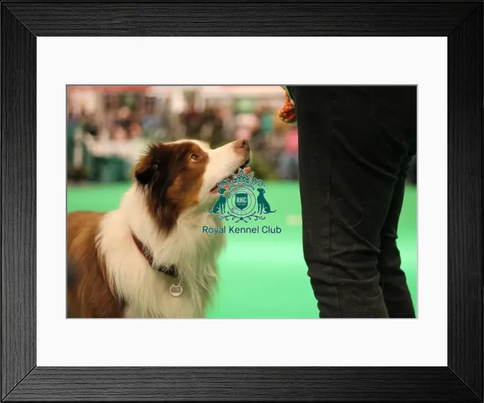 Framed Print : Have a go obedience display Framed Print : Have a go obedience display