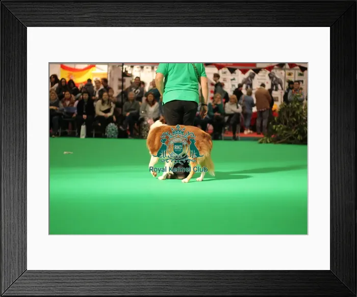 Framed Print : Have a go obedience display Framed Print : Have a go obedience display