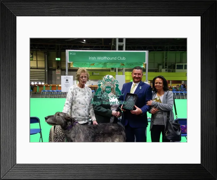 Framed Print : Best breed club stand, Hound group, Irish Wolfhound Club Winners