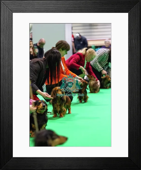 Framed Print : Miniature Long-haired dachshunds competing for the best of breed award at Crufts 2025 Framed Print : Miniature Long-haired dachshunds competing for the best of breed award at Crufts 2025