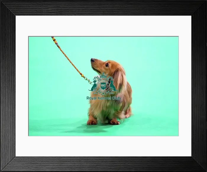 Framed Print : Miniature Long-haired dachshunds competing for the best of breed award at Crufts 2025 Framed Print : Miniature Long-haired dachshunds competing for the best of breed award at Crufts 2025