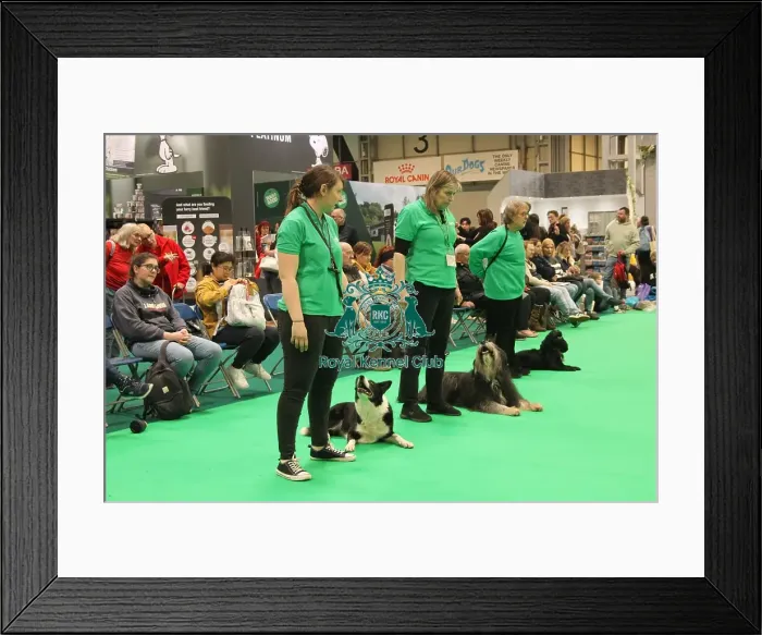 Framed Print : Have a go at working trials Framed Print : Have a go at working trials