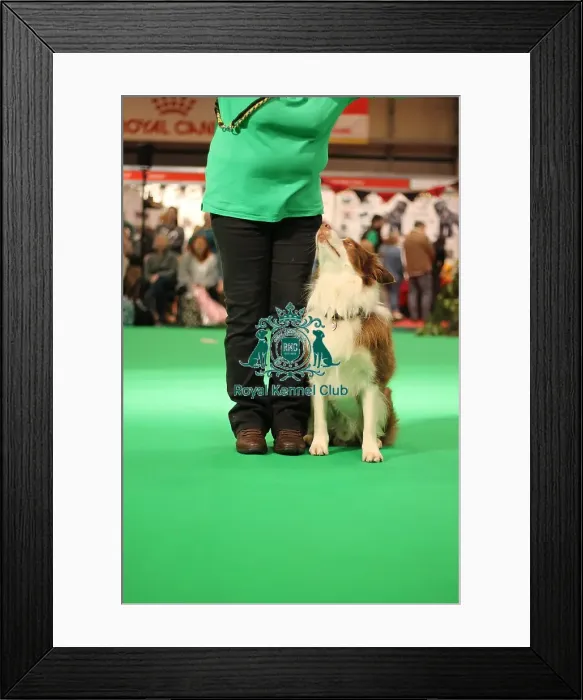Framed Print : Have a go obedience display Framed Print : Have a go obedience display