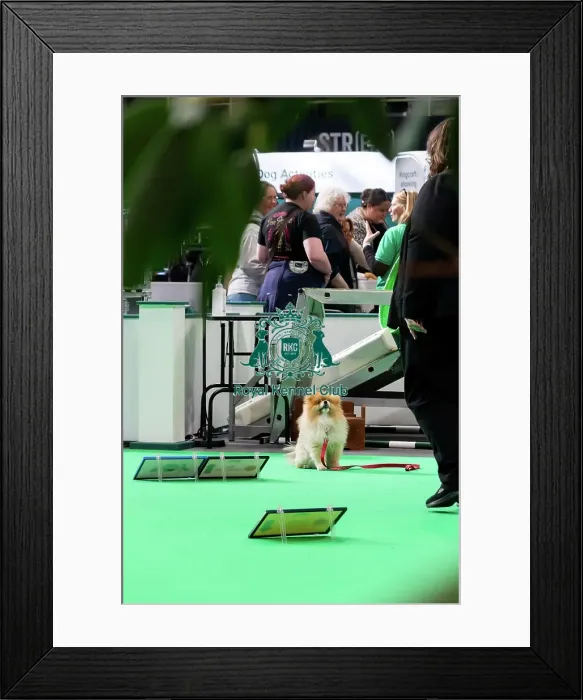Framed Print : Have A Go Rally Display Framed Print : Have A Go Rally Display