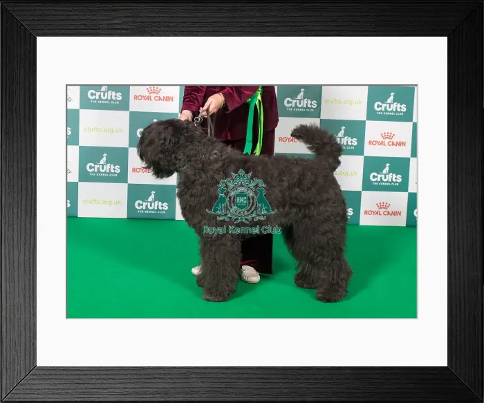 Framed Print : Best of Breed Bouvier Des Flandres 2025 Framed Print : Best of Breed Bouvier Des Flandres 2025