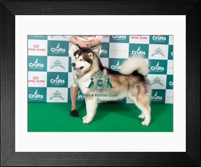 Framed Print : Best of Breed Alaskan Malamute 2025 Framed Print : Best of Breed Alaskan Malamute 2025