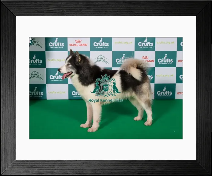 Framed Print : Best of Breed Canadian Eskimo Dog 2025 Framed Print : Best of Breed Canadian Eskimo Dog 2025