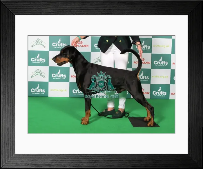 Framed Print : Best of Breed Dobermann 2025 Framed Print : Best of Breed Dobermann 2025