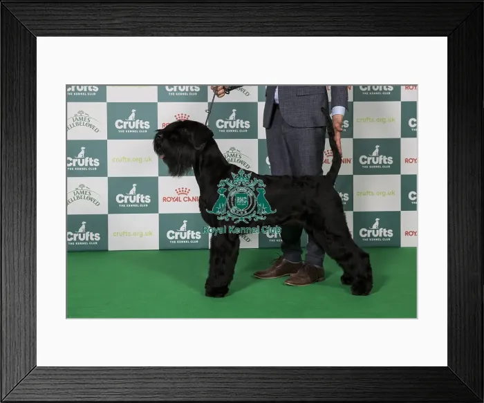 Framed Print : Best of Breed Giant Schnauzer 2025 Framed Print : Best of Breed Giant Schnauzer 2025