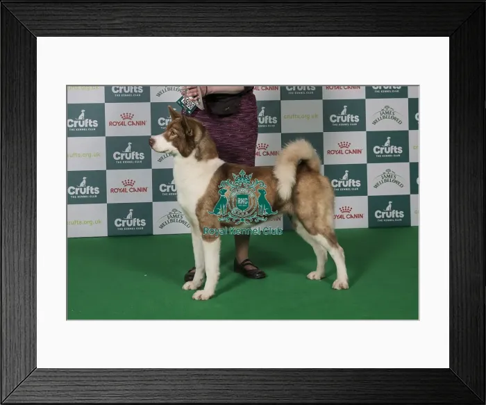 Framed Print : Best of Breed Greenland Dog 2025 Framed Print : Best of Breed Greenland Dog 2025