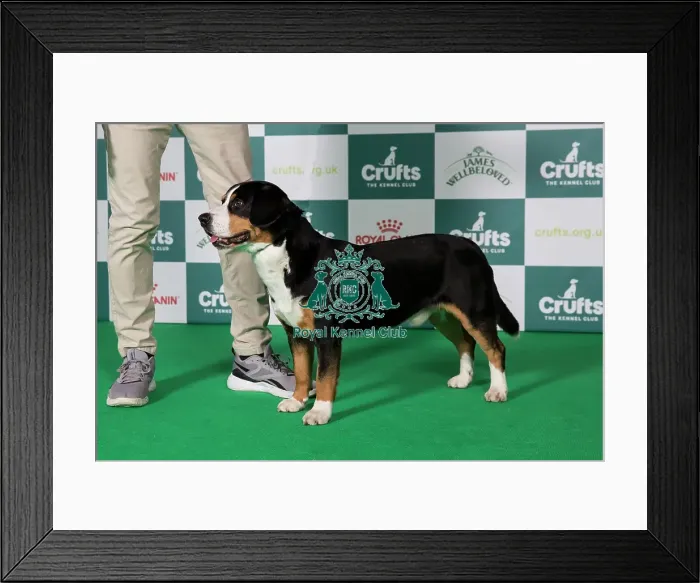 Framed Print : Any Variety Imported Breed Register (Working) 2025 Framed Print : Any Variety Imported Breed Register (Working) 2025