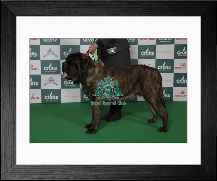 Framed Print : Best of Breed Mastiff 2025 Framed Print : Best of Breed Mastiff 2025