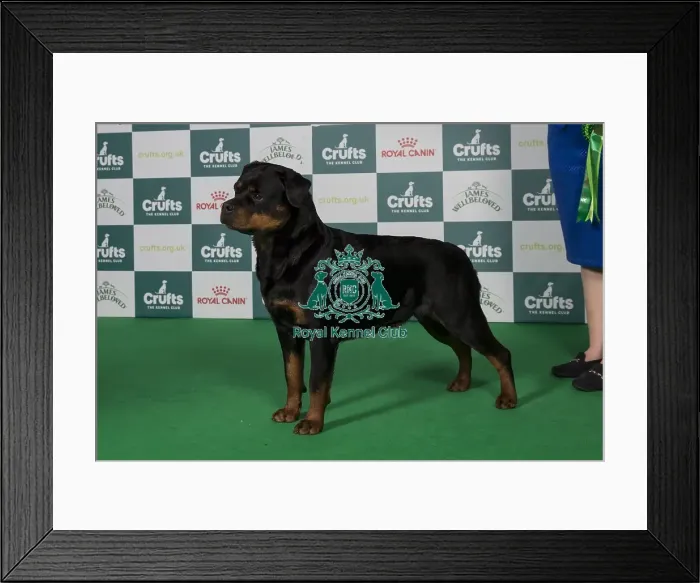 Framed Print : Best of Breed Rottweiler 2025 Framed Print : Best of Breed Rottweiler 2025