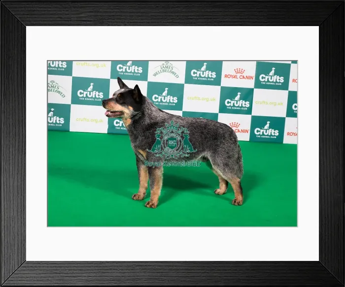 Framed Print : Best of Breed Australian Cattle Dog 2025 Framed Print : Best of Breed Australian Cattle Dog 2025