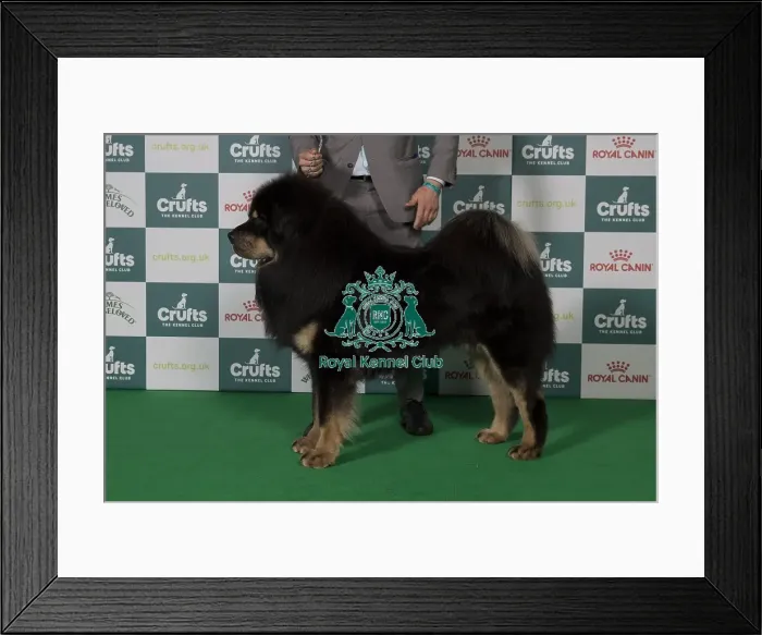 Framed Print : Best of Breed Tibetan Mastiff 2025 Framed Print : Best of Breed Tibetan Mastiff 2025