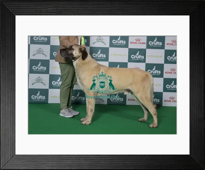 Framed Print : Best of Breed Anatolian Shepherd Dog 2025 Framed Print : Best of Breed Anatolian Shepherd Dog 2025