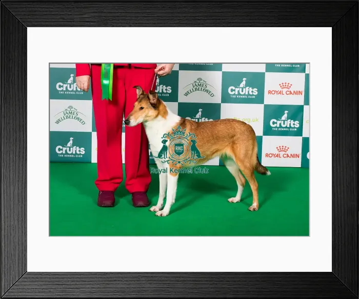 Framed Print : Best of Breed Collie (Smooth) 2025 Framed Print : Best of Breed Collie (Smooth) 2025