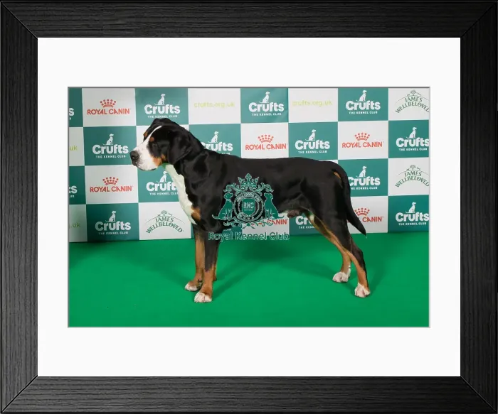 Framed Print : Best of Breed Great Swiss Mountain Dog 2025 Framed Print : Best of Breed Great Swiss Mountain Dog 2025