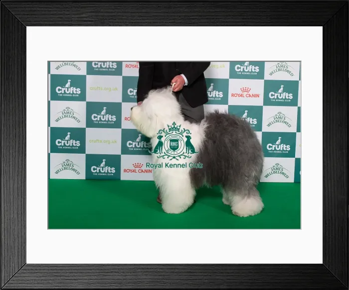 Framed Print : Best of Breed Old English Sheepdog 2025 Framed Print : Best of Breed Old English Sheepdog 2025