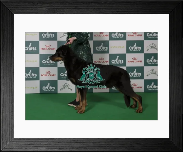 Framed Print : Best of Breed Beauceron 2025 Framed Print : Best of Breed Beauceron 2025