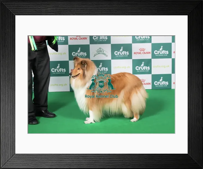 Framed Print : Best of Breed Collie (Rough) 2025 Framed Print : Best of Breed Collie (Rough) 2025