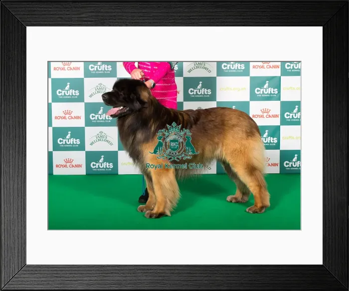 Framed Print : Best of Breed Leonberger 2025 Framed Print : Best of Breed Leonberger 2025