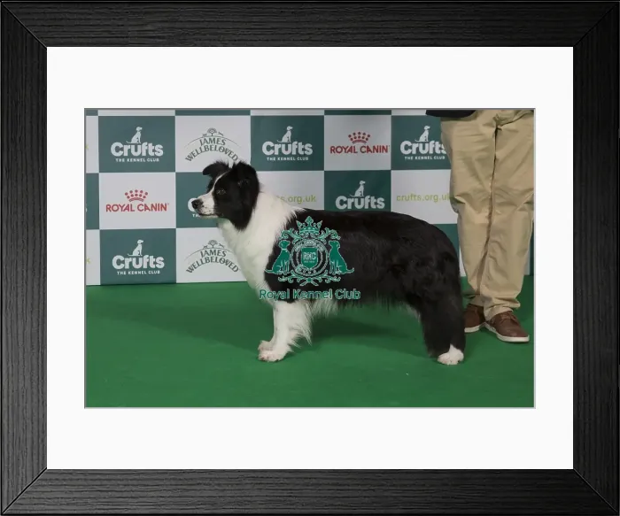 Framed Print : Best of Breed Border Collie 2025 Framed Print : Best of Breed Border Collie 2025