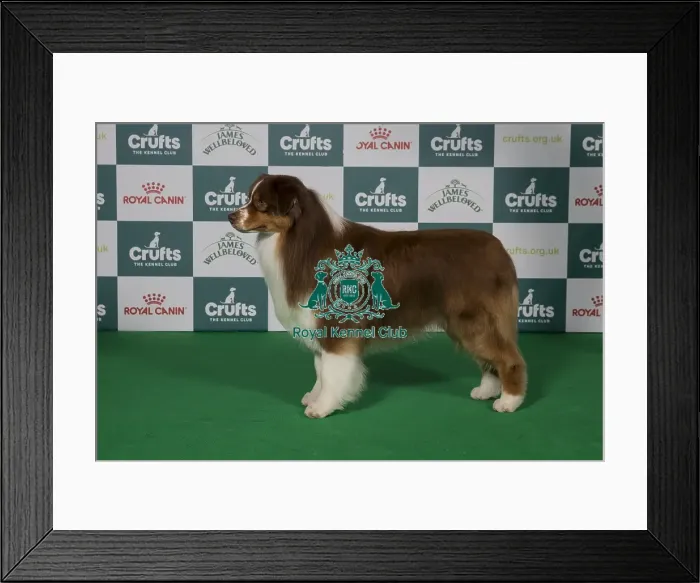 Framed Print : Best of Breed Australian Shepherd 2025 Framed Print : Best of Breed Australian Shepherd 2025