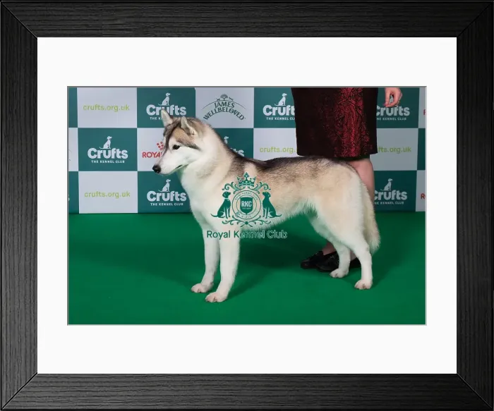 Framed Print : Best of Breed Siberian Husky 2025