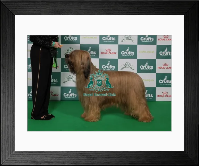 Framed Print : Best of Breed Briard 2025 Framed Print : Best of Breed Briard 2025