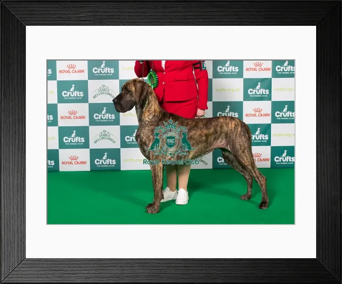 Framed Print : Best of Breed Great Dane 2025 Framed Print : Best of Breed Great Dane 2025